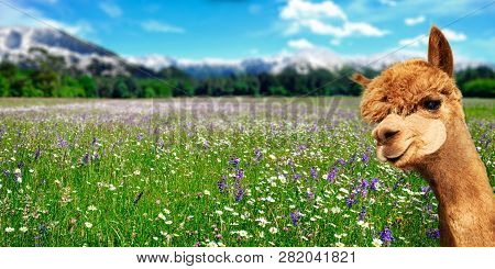 Summer Landscape With Alpaca On Fresh Green Pastures With Flowers And Mountains In The Background