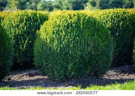Evergreen Buxus Or Box Wood Nursery In Netherlands, Plantation Of Big Round Box Tree Balls In Rows D