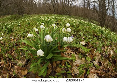 Fabulous First Spring Flower