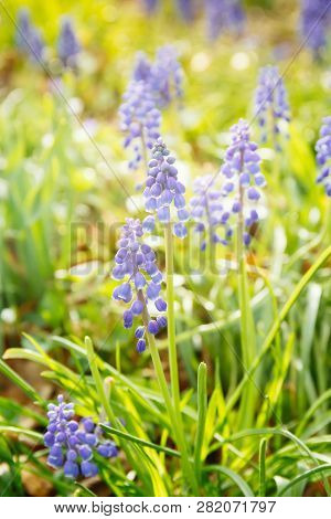 Spring Hyacinths At The Meadow. Spring, Fresh Start, New Beginning, Quiet Time Outdoors Concept. War