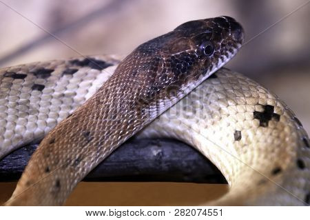 Spalerosophis Atriceps Is A Species Of Snake Of The Family Colubridae