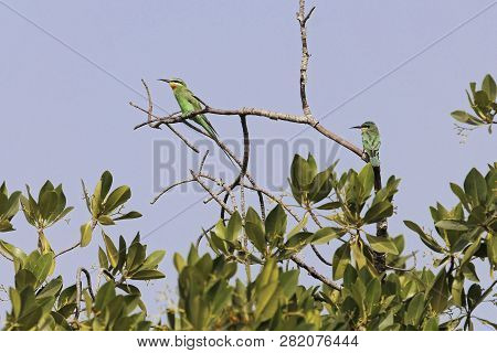 Blue-cheeked Bee-eater (merops Persicus) On A Branch