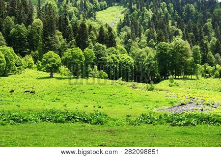 Summer Mountain Landscape. Caucasus Mountains, Avadhara, Republic Of Abkhazia.