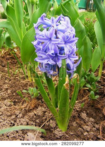 Spring Flower Of Blue Hyacinth Vertical Photo