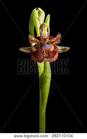Ophrys Speculum Or Mirror Orchid. Isolated Over Black Background