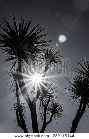 New Zealand Cabbage Tree Against Sky With Lens Flare In Black And White