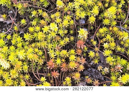 Beautiful Flowers Fuul Bloom Beside Lake Kawaguchi Near Mount Fuji Japan