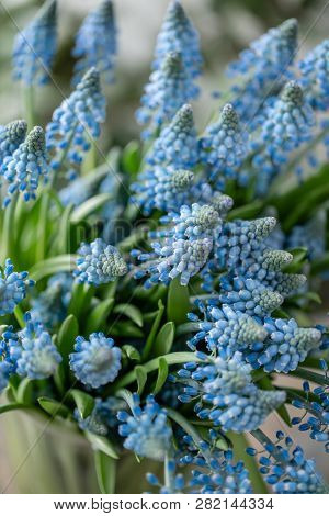 Bouquet Of Blue Muscari Flowers In Glass Vase On Wooden Table. Spring Bulbous Flowers. Flower Shop C