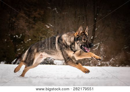 German Shepherd Is Running. He Is Playing In The Snow