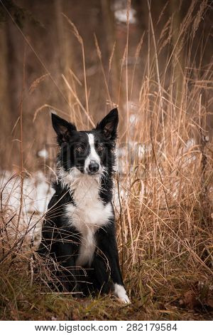 Border Collie In Grass.black And White Border Collie. Photo From My Third Photoworkshop On Konopiste