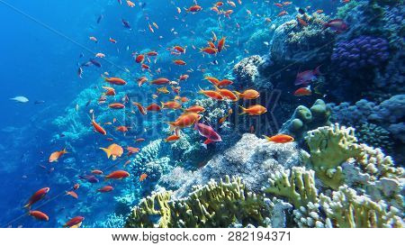 The Underwater World Of The Red Sea, Corals, A Flock Of Fish Antias Golden