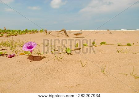 Violet Bayhops Flower On Sand Beach In Thailand
