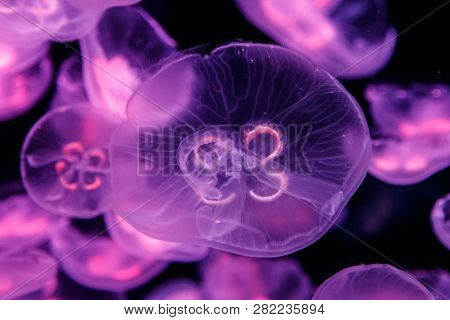 Macro Aurelia Aurita Semaeostomeae