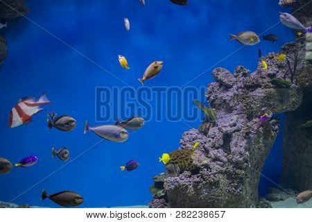 Zanclus Cornutus.exotic Tropical Fish On The Background Of Corals And Reefs.a Flock Of Striped Aquar