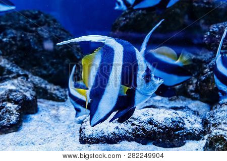 Fish Red Sea Kabuba Heniochus Intermedius
