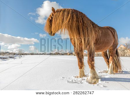 Agar, Bohemian-moravian Belgian Horse In Sunny Day In Winter. Czech Republic