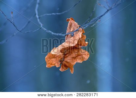 Photo Of The Dry Leaf In The Forest In Winter