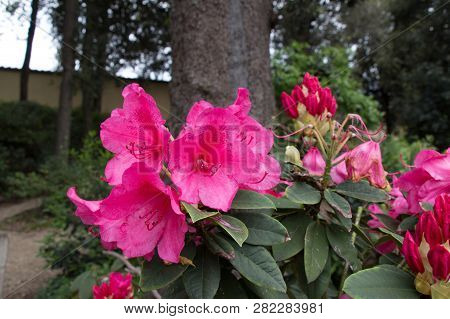 Close Up View Of A Pink Blooming Azalea Flowers.