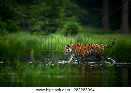 Amur Tige In The River. Action Wildlife Scene With Danger Animal. Siberian Tiger, Panthera Tigris Al