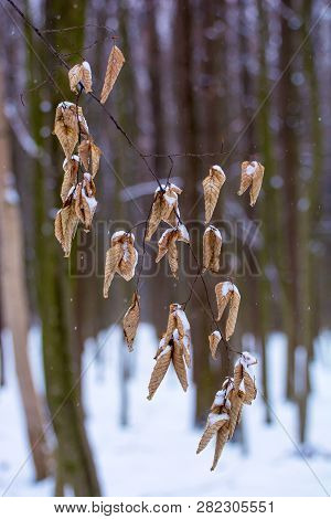 Photo Of The Dry Leaves In The Forest In Winter