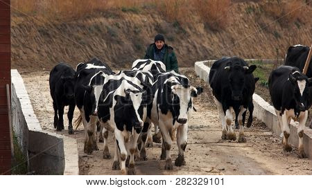 Farmer And Group Of Cows On The Road. Man Shephered Leads Herd Of Dairy Cows To Farm From Pasture. A