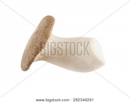Mushroom On A White Background, A Horizontal Format