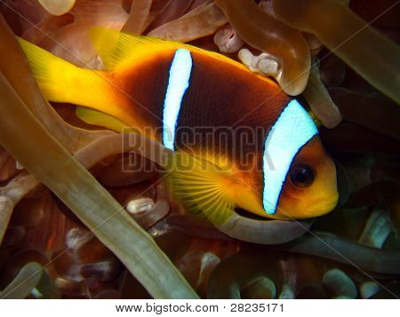 Red Sea Anemonefish