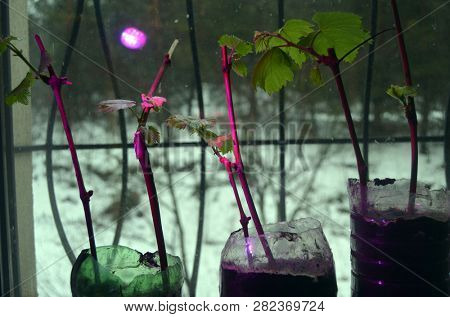 Seedlings of grapes in plastic pots on the windowsill, grape shoots, small vine ready for planting in the ground. Phytolamp ( agrolamp ) illuminates it at winter season.
