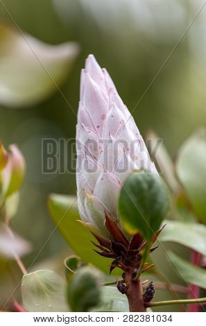Bud Of King Protea Or  Protea Cynaroides The National Flower Of South Africa
