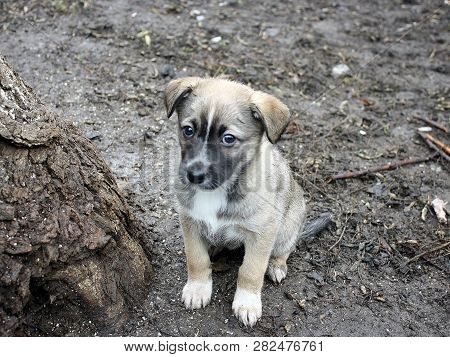 Abandoned Beige-gray Puppy Cur Dog ​​on Wet Ground After Rain Looking Straight In The Eyes