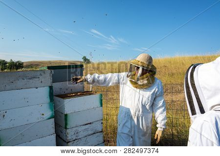 Beekeeper Working In A Bee Yard Next To Bee Hives Near Buffalo, Wyoming