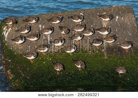 Flock Of Ruddy Turnstone Arenaria Interpres Resting On Large Stone In The Water On The Dutch Coast N