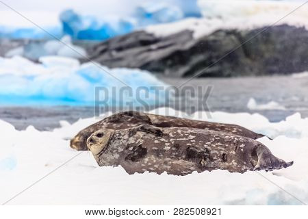 Weddell Seals Couple Relaxing In The Snow, Near Port Lockroy, Wiencke Island, Antarctic Peninsula