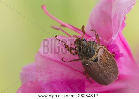 Maybug or cockchafer sitting on a pink flower in springtime