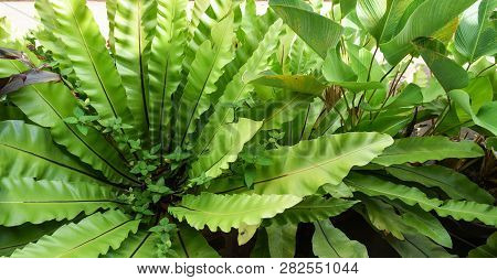 Green Leaves Of Bird Nest Fern In Nursery Garden Farm Plant Background - Asplenium Nidus Fern Nest