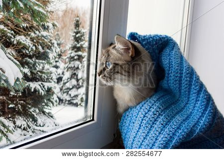 Cute Flaffy Cat With Blue Eyes Covered In Knitted Blue Scarf , Sitting On A Window Sill And Watching