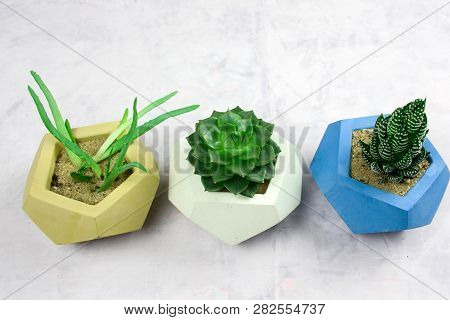 Top View Potted Succulents On White Snone Background Copy Space