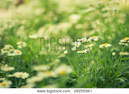 Beyaz çiçek Unfocus doğa ışıkla papatyalar