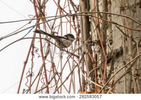 Long-tailed Tit On Branch (aegithalos Caudatus) Cute Little Bird
