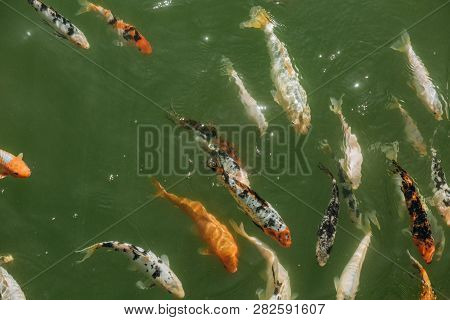 Koi Carp Fish Different Color Pond Breeding