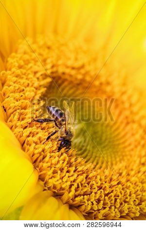 Field Of Flowering Sunflowers. Selective Focus. Nature