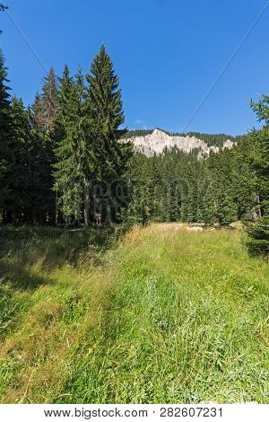 Summer Landscape Of  The Grassy (trevistoto) Smolyan Lake At Rhodope Mountains, Smolyan Region, Bulg
