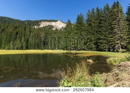 Summer Landscape Of  The Grassy (trevistoto) Smolyan Lake At Rhodope Mountains, Smolyan Region, Bulg