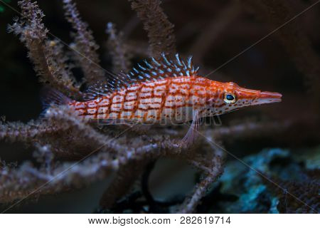 Longnose hawkfish (Oxycirrhites typus). Tropical fish. 