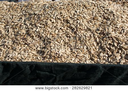 A Lot Of Seeds Large Pumpkin Seeds