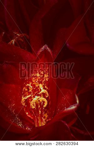 Blooming Beautiful Fresh Lily Flowers In Close Up View