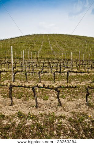 สวนไวน์ Barbera - อิตาลี