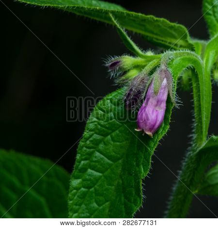 Flower And Buds On Common Comfrey, Symphytum Officinale, With Bokeh Background Close-up, Selective F