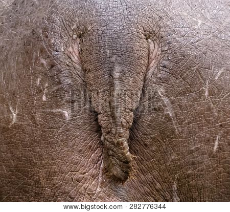 Close-up Of A Hippo, Small Tail On A Large Butt