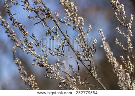 Full Frame Sere Plant Detail At Autumn Time